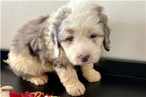 Kash - puppy for sale