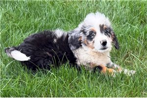 Shane - Bernedoodle, Mini for sale