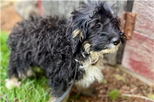Nevaeh - Bernedoodle, Mini for sale