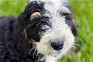 Joey - Bernedoodle, Mini for sale