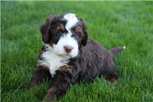 Maddox - Mini Bernedoodle for sale