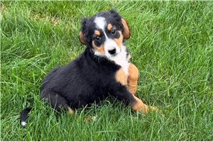 Simone - Bernedoodle, Mini for sale