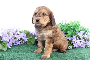 Austin - Bernedoodle, Mini for sale