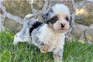 Sarah - Bernedoodle, Mini for sale