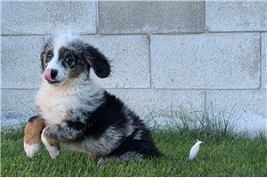 Shane - Mini Bernedoodle for sale