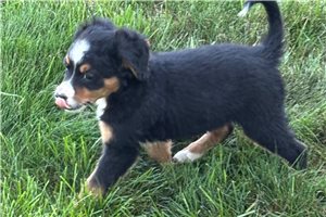 Simone - Bernedoodle, Mini for sale