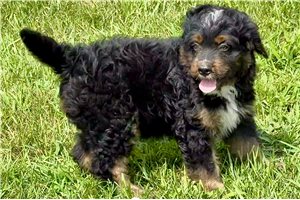 Orbie - Bernedoodle, Mini for sale