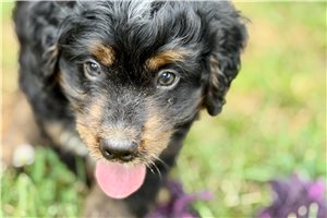 Orbie - Bernedoodle, Mini for sale