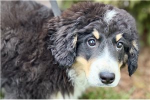 Jago - Bernedoodle, Mini for sale