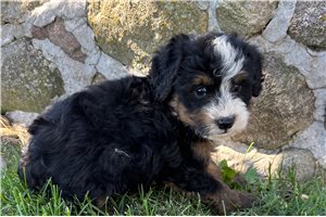 Shyla - puppy for sale