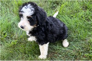 Sophia - Bernedoodle, Mini for sale