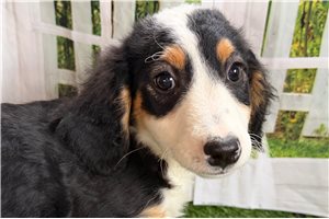 Daisy - Bernedoodle, Mini for sale