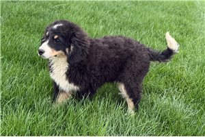 Jago - Bernedoodle, Mini for sale