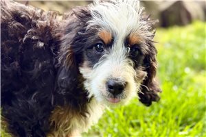 Julianna - Bernedoodle, Mini for sale