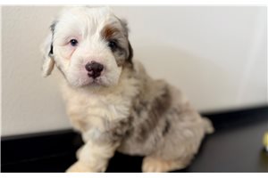 Karter - Bernedoodle, Mini for sale