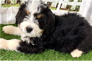 Jacques - puppy for sale