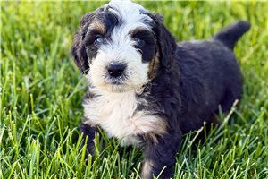 Joey - puppy for sale