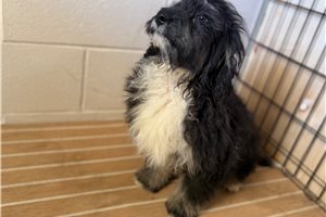 Nevaeh - Bernedoodle, Mini for sale