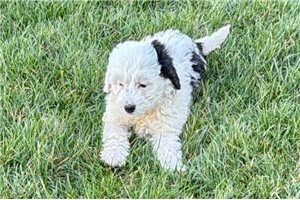 Kamila - Mini Bernedoodle for sale