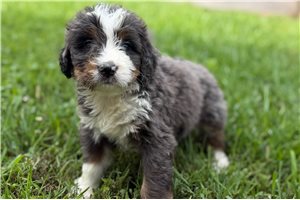 Phineas - Bernedoodle for sale