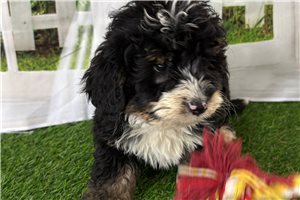Nick - Mini Bernedoodle for sale