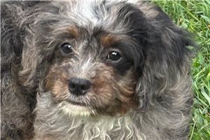 Oscar - Bernedoodle, Mini for sale