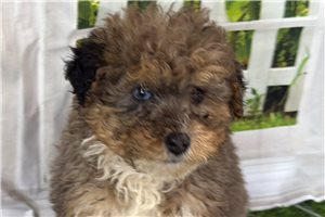 Nyla - puppy for sale