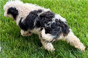 Kamila - Bernedoodle, Mini for sale