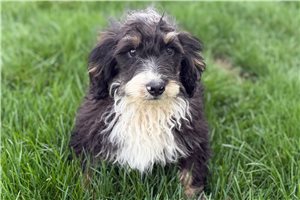 Nick - Bernedoodle, Mini for sale