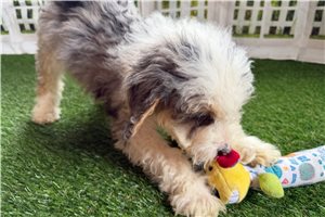 Emma - Bernedoodle, Mini for sale