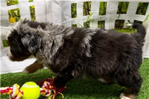 Jake - puppy for sale