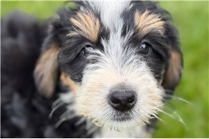 Jonas - Bernedoodle, Mini for sale