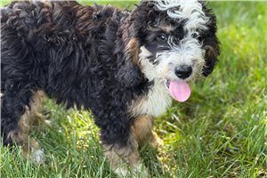 Joey - Bernedoodle, Mini for sale