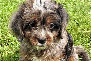 Oscar - Bernedoodle, Mini for sale