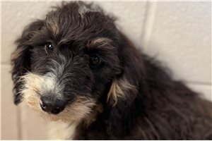 Nick - Bernedoodle, Mini for sale