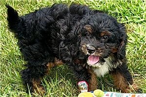 Oroe - puppy for sale