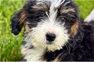 Jace - Bernedoodle, Mini for sale