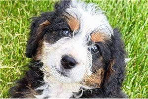 Julianna - Bernedoodle, Mini for sale