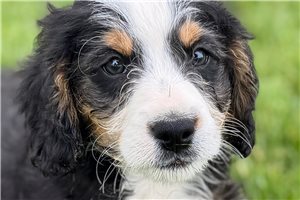 Jaime - Bernedoodle, Mini for sale