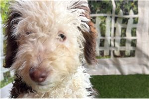 Elijah - Bernedoodle, Mini for sale