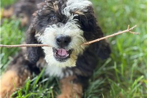 Jackson - Bernedoodle, Mini for sale
