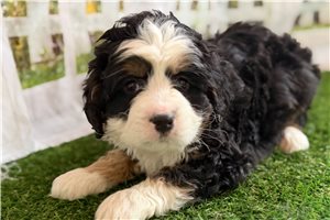 Caleb - puppy for sale