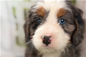 Christian - puppy for sale