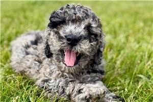Midas - Goldendoodle, Mini for sale