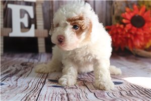 Wendy - Goldendoodle, Mini for sale