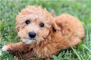 Luna - Goldendoodle, Mini for sale