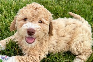 Munchie - Goldendoodle, Mini for sale
