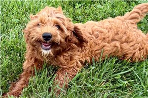 Lincoln - Goldendoodle, Mini for sale