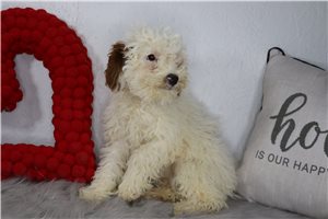 Welcome - Goldendoodle, Mini for sale