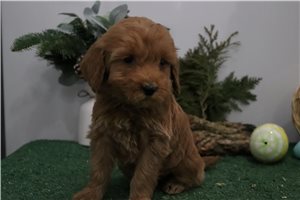 Polly - Goldendoodle, Mini for sale